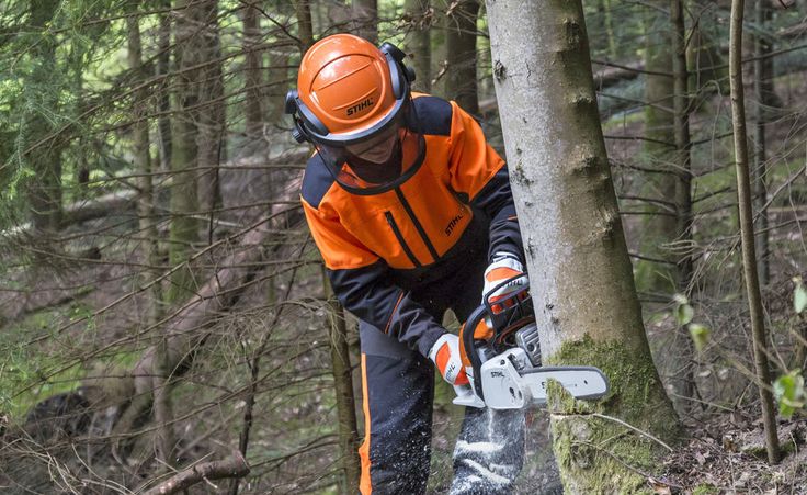 Baum fällen: Wichtige Tipps und Vorschriften