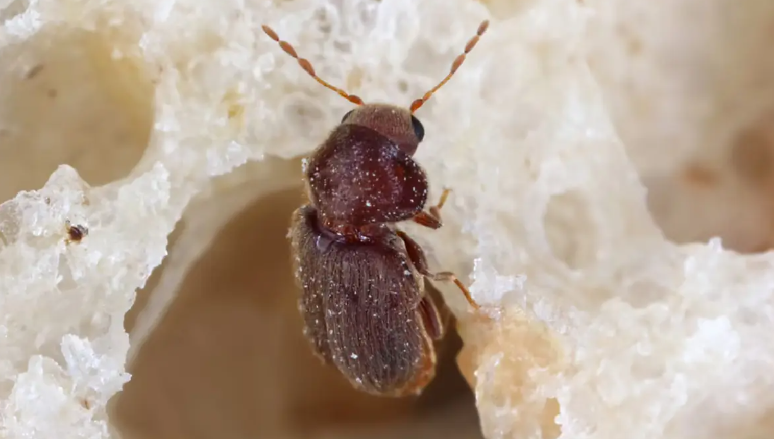 Kleine schwarze Käfer 1 mm: Identifizierung und Bekämpfung