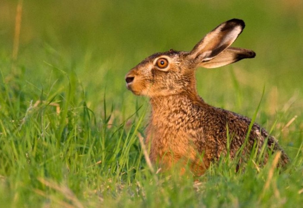 Hasenpest: Wie gefährlich ist die Seuche für Mensch und Tier?