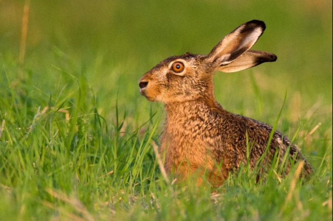 Hasenpest: Wie gefährlich ist die Seuche für Mensch und Tier?